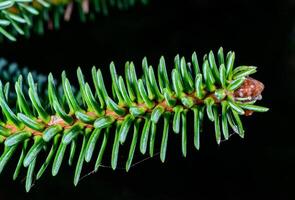 Abies pinsapo cones on branches with green needle-like leaves, botanical garden, Ukraine photo