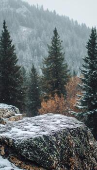 A rock covered in snow in front of a forest photo