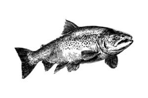 Hand-drawn trout fish in realistic engraving style, isolated on white background, concept of wildlife and fishing illustration vector
