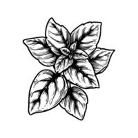 Detailed hand-drawn basil leaf cluster in monochrome ink style on clean white background, illustrating herbal and culinary concepts vector