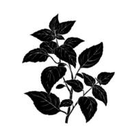 Silhouette of a basil herb plant with detailed leaves, ink-style drawing on white background, concept of natural botanical design vector