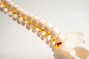 Spinal nerve and bone, Lumbar spine photo