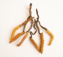 Cordyceps sinensis Ophiocordyceps sinensis isolated on white background mushroom herb photo