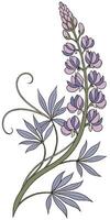 Close-up of the Lupine flower arranged beautifully and decorated with vines vector