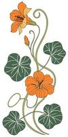 Close-up of the Nasturtium flower arranged beautifully and decorated with vines vector