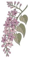 close-up the Lilac flower arranged beautifully and decorated with vines vector