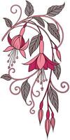 Close-up of the Fuchsia flower arranged beautifully and decorated with vines vector