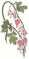 close-up the Bleeding Heart flower arranged beautifully and decorated with vines vector