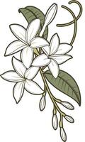 the Stephanotis flower arranged beautifully and decorated with vines vector