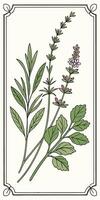 Rosemary, lavender, thyme and mint in a vertical composition, line art, botanical illustration, light background vector