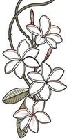 Close-up of the Plumeria flower arranged beautifully and decorated with vines vector