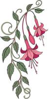 Close-up of the Impatiens flower arranged beautifully and decorated with vines vector