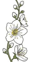 Close-up of the Verbascum flower arranged beautifully and decorated with vines vector