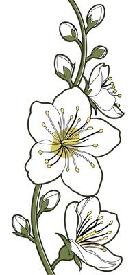 Close-up of the Verbascum flower arranged beautifully and decorated with vines