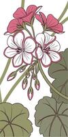 Close-up of the Geranium flower arranged beautifully and decorated with vines vector