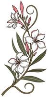 Close-up of the Oleander flower arranged beautifully and decorated with vines vector