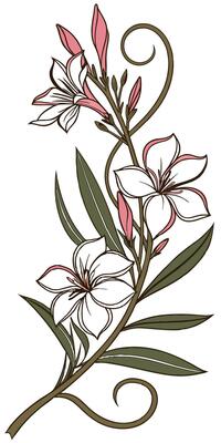 Close-up of the Oleander flower arranged beautifully and decorated with vines