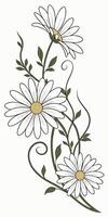 close-up the Daisy flower arranged beautifully and decorated with vines vector