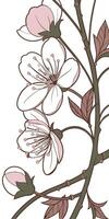 Close-up of the Cosmos flower arranged beautifully and decorated with vines vector
