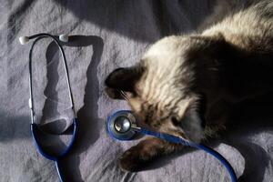 Siamese cat lying next to blue stethoscope on gray fabric in sunlight. photo