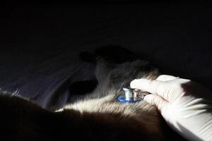 Veterinarian examining pet cat with stethoscope in low light setting. photo