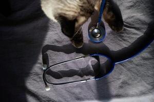 Siamese cat interacting with blue stethoscope on dark fabric surface. photo