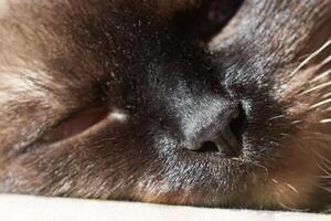 Close-up of a siamese cat sleeping peacefully in sunlight with focus on nose and face fur details. photo