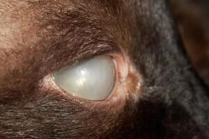 Close-up of a blind goat's eye showing cataract and detailed fur texture. photo