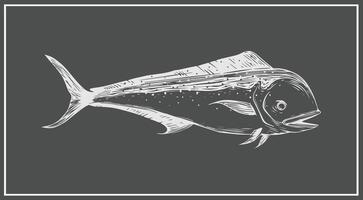 mahi-mahi or dolphin fish chalkboard drawing illustration vector