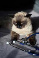 Siamese cat with stethoscope. feline curiosity in a sunlit scene. photo