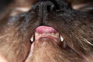 Close-up of cat's snout with pink tongue visible through fangs and whiskers. photo