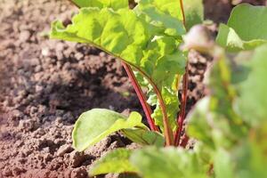 Young green beetroot plans on a path photo