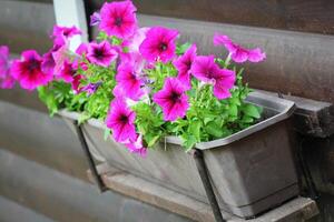 Purple petunia flowers in pot on windowsill in spring time. Shallow depth of field photo