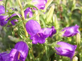 Beautiful vivid purple spring flower bush of campanula or bellflowers photo