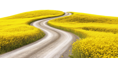 Curving asphalt road winding through vibrant yellow flower fields isolated on transparent background png