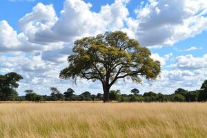 A large tree in a field with a blue sky photo
