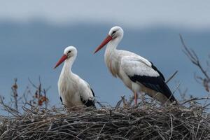 Two storks stand close in their nest, surrounded by twigs, against a cloudy backdrop, signaling the arrival of spring photo