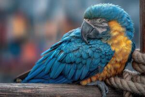 A vibrant parrot with blue and yellow feathers rests on a wooden post, surrounded by a lively outdoor backdrop under clear skies photo