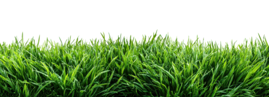 Lush Green Grass Texture Vibrant Spring Meadow Nature Background Image png