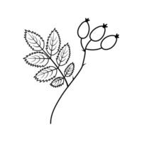 Outline Rose Hip with Leaf and thorn Sticker Icon Logotype Pictogram Minimalist Design element idea. Isolated illustration Autumn Winter Seasonal Themes Cards, banner, leaflet, price tag, label vector