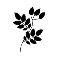 Hand Drawn Silhouette Rose Hip Branch with Leaves and fruits Themes Minimalistic Design element idea. Isolated illustration Thematic Cards or promo banners, leaflets, label, price tag, packing vector