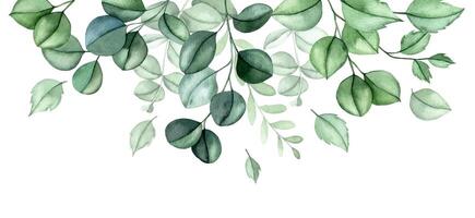 border, frame of eucalyptus leaves. elegant composition of watercolor leaves vector