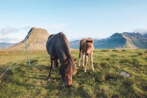 Horses are grazing together on an Icelandic meadow with a backdrop of large mountains formed from lava. Snaefellsnes Peninsula mountains during sunset photo