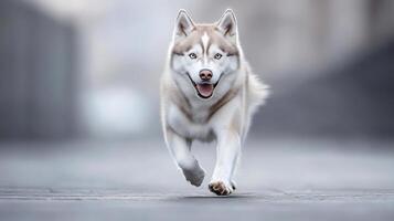 A friendly Siberian husky with striking features runs energetically along a city street, enjoying the warm sunlight and open space photo