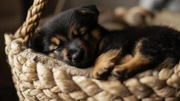A newborn German Shepherd puppy enjoys a deep sleep in a soft woven basket, showcasing its adorable features and relaxed demeanor photo