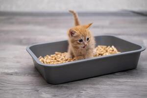 A small kitten in, a litter tray photo