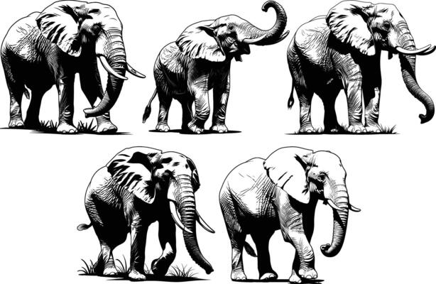 Multiple Elephants Group Formation Black White Line Art African Wildlife