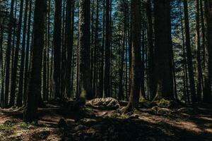 Forest Scene with sun beams. Summer sunny day in a forest of National Park Durmitor, Montenegro. photo