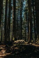 Forest Scene with beams. Summer sunny day in a forest of National Park Durmitor, Montenegro. Calm and Meditation energy. photo