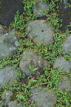 Stone Path Intertwined with Clover and Grass, Mossy Texture photo